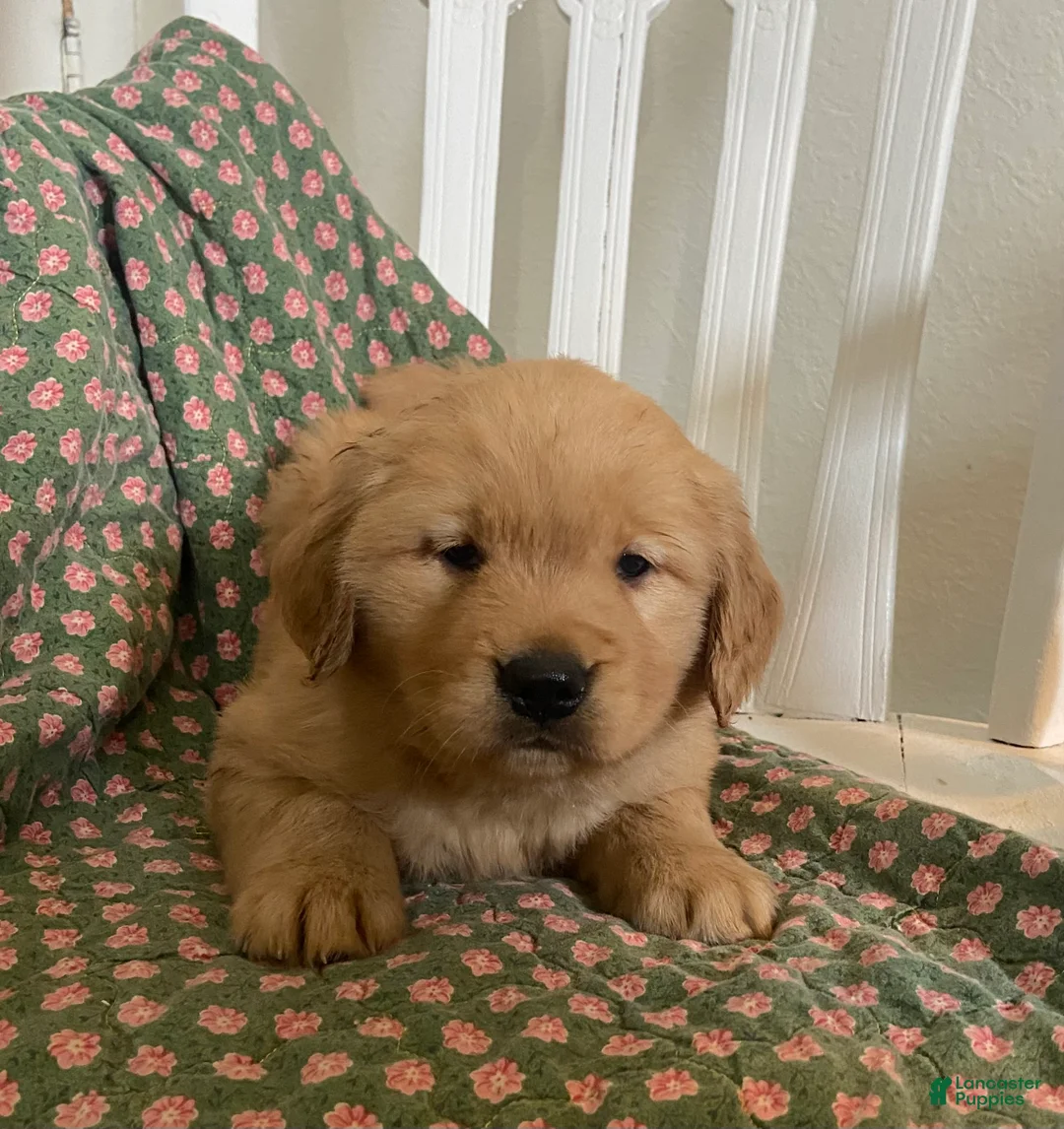 Golden Retriever dogs for sale: Brodie - Ad 2