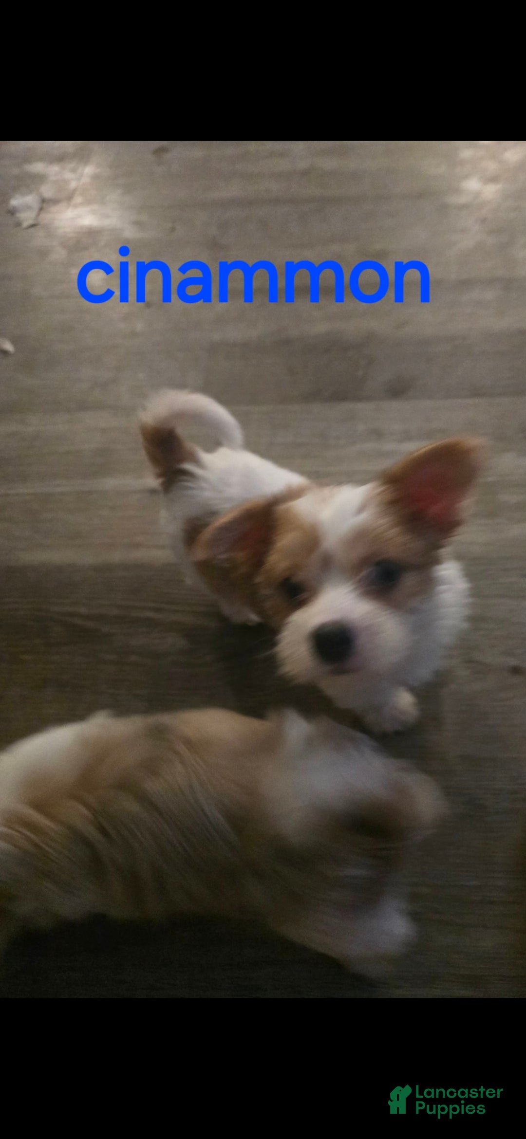 Yorkshire Terrier dogs Yorkshire Terrier 4 - Ad 20