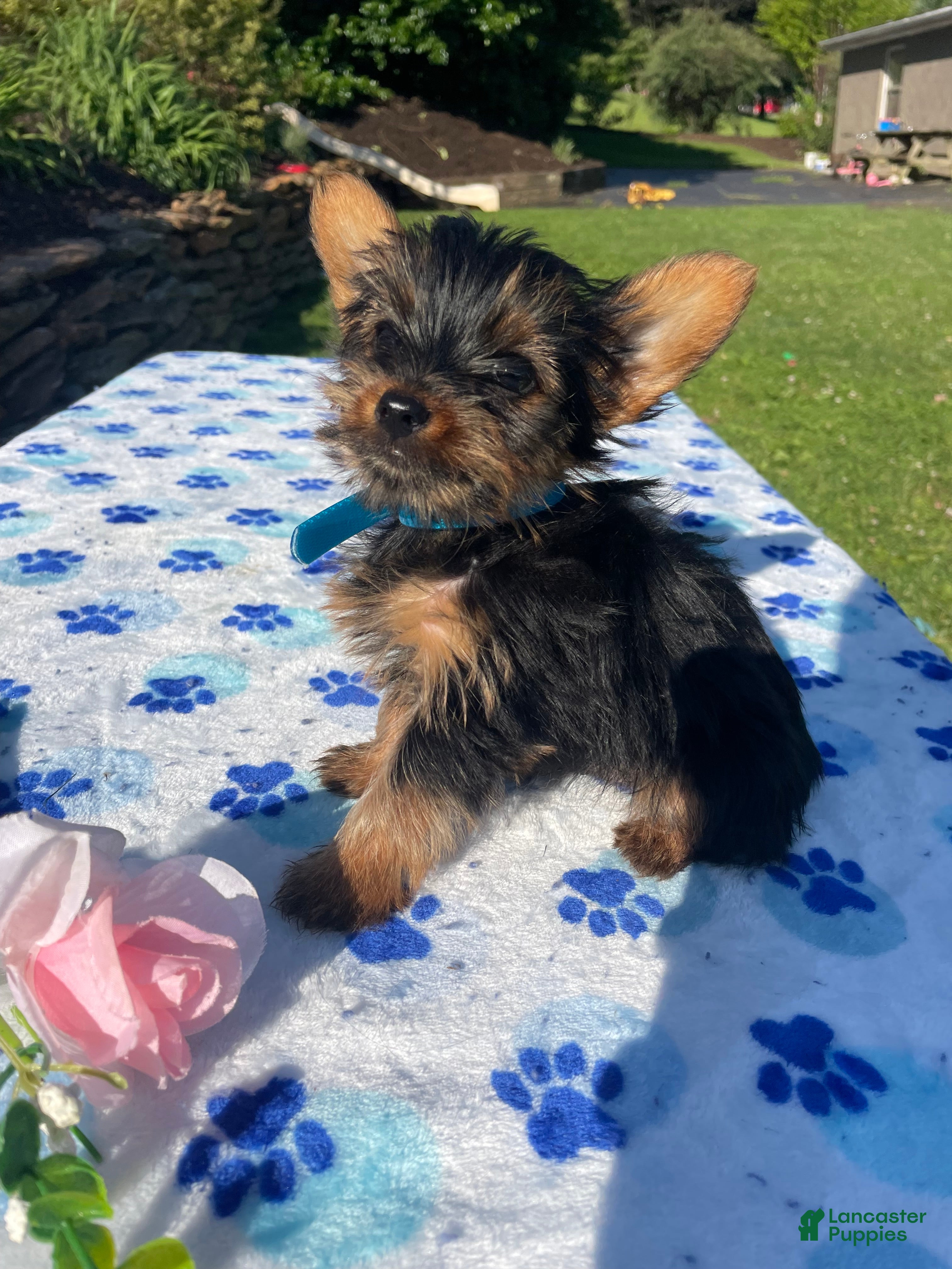 Yorkshire Terrier dogs Jackson - Ad 41