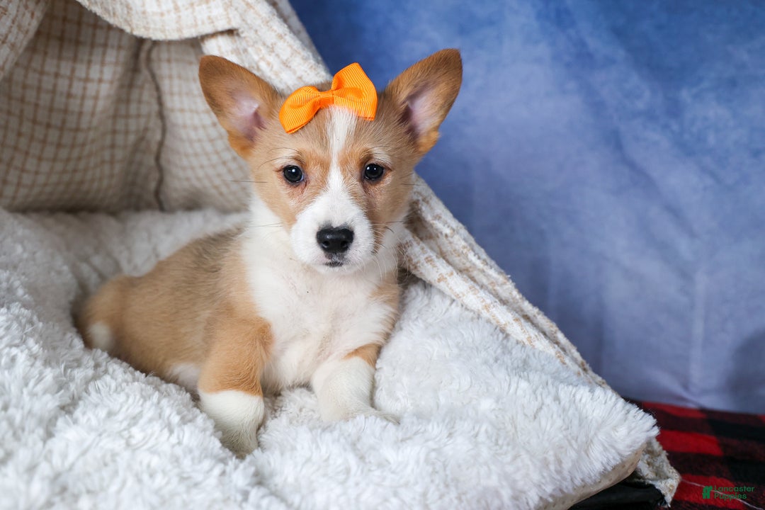 Welsh Corgi Pembroke dogs for sale: Milly - Ad 15