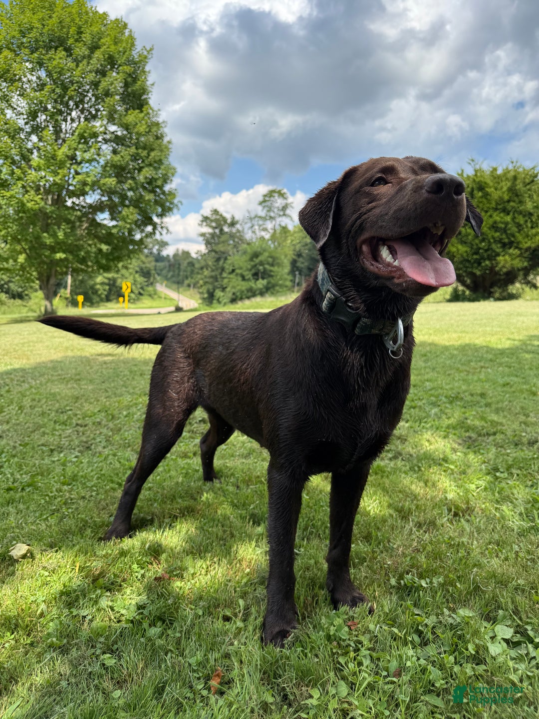 Labrador Retriever dogs for sale: Labrador Retriever JACKIE - Ad 12