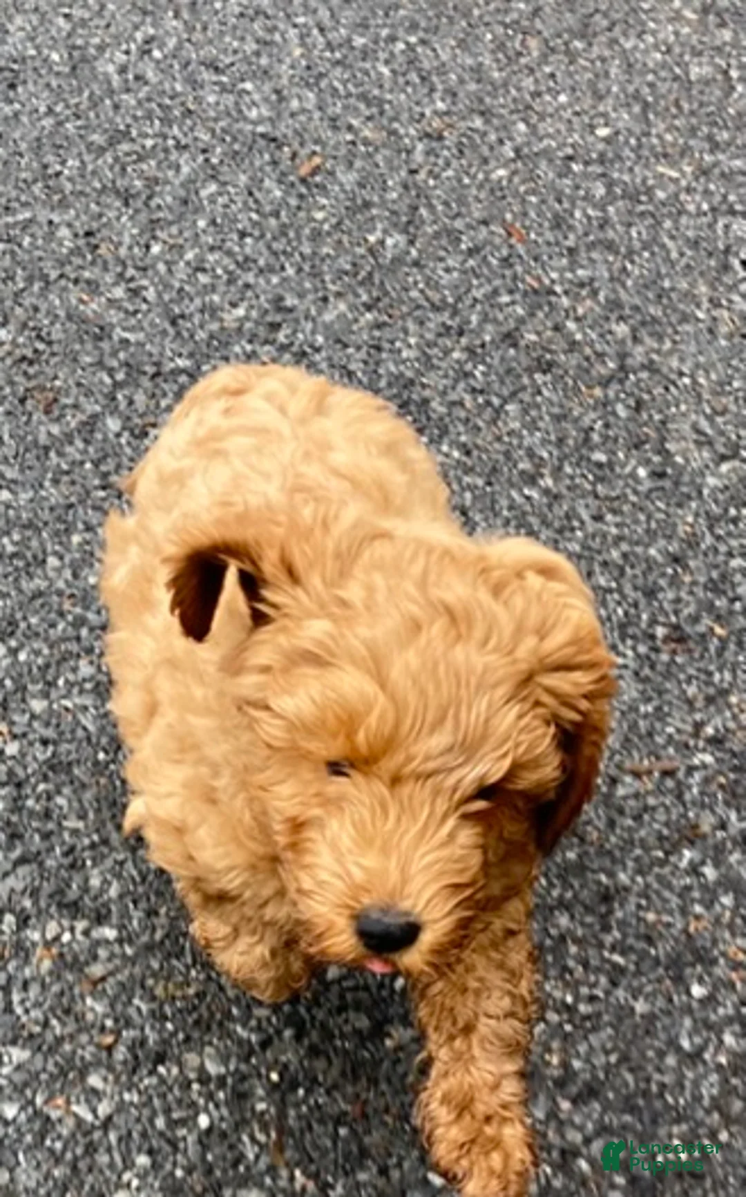 Labradoodle dogs for sale: Maverick - Ad 9