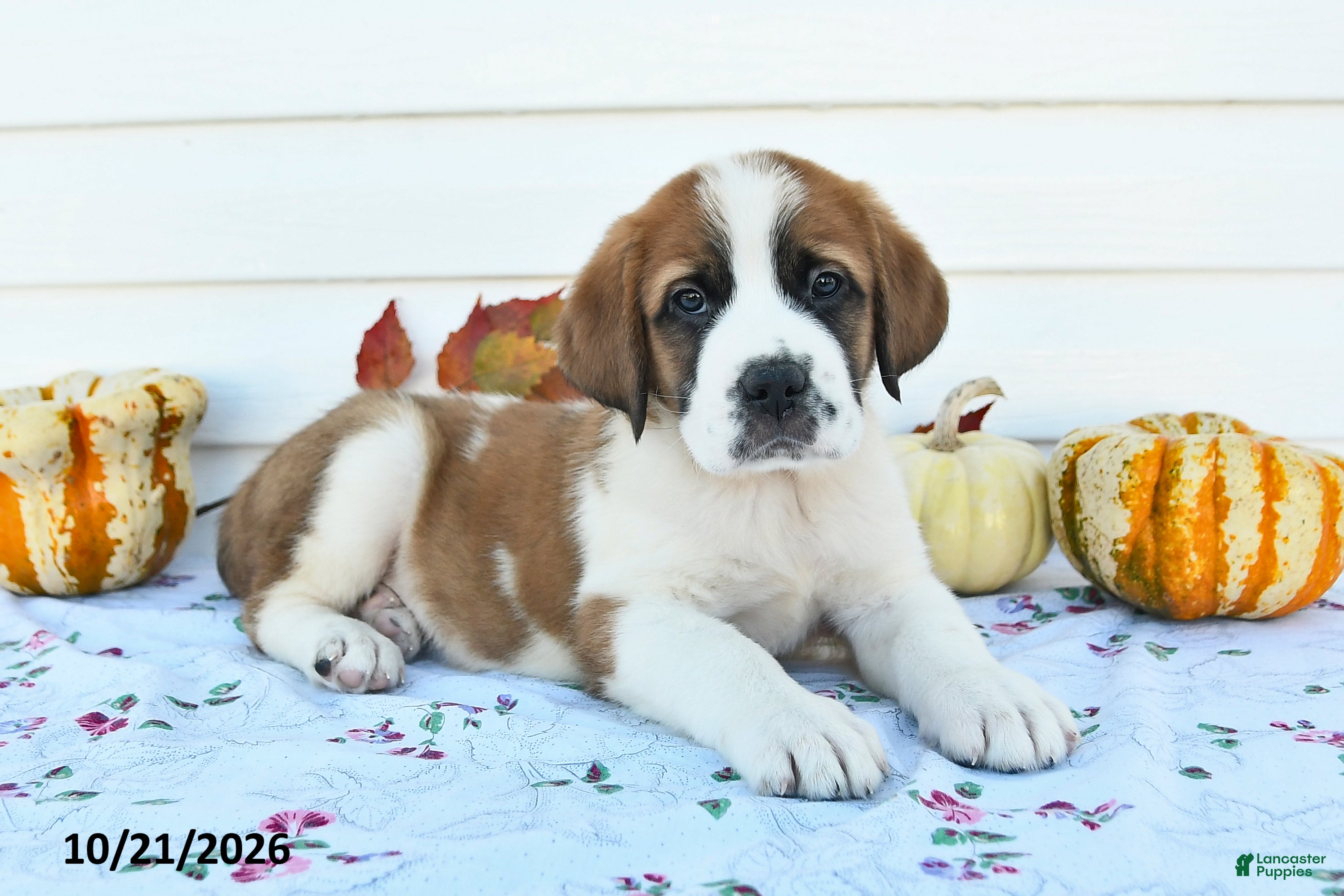 Saint Bernard dogs Prince - Ad 1