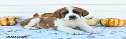 Saint Bernard dogs for sale: Prince - Ad 1