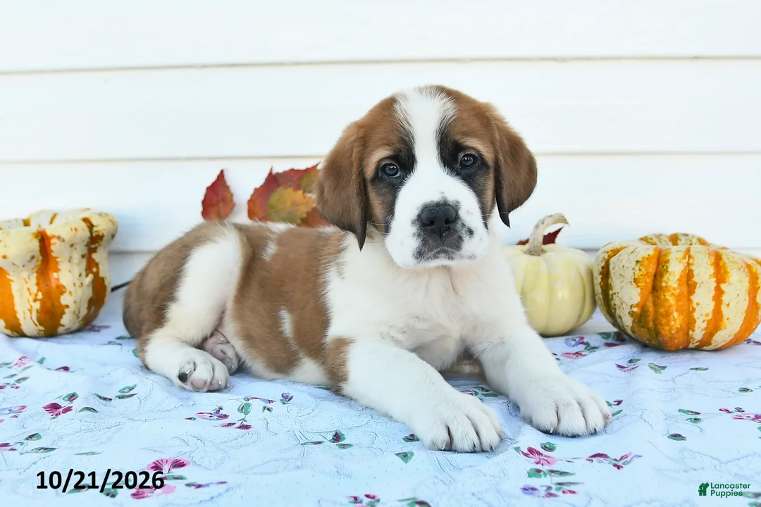 Saint Bernard dogs for sale: Prince - Ad 1
