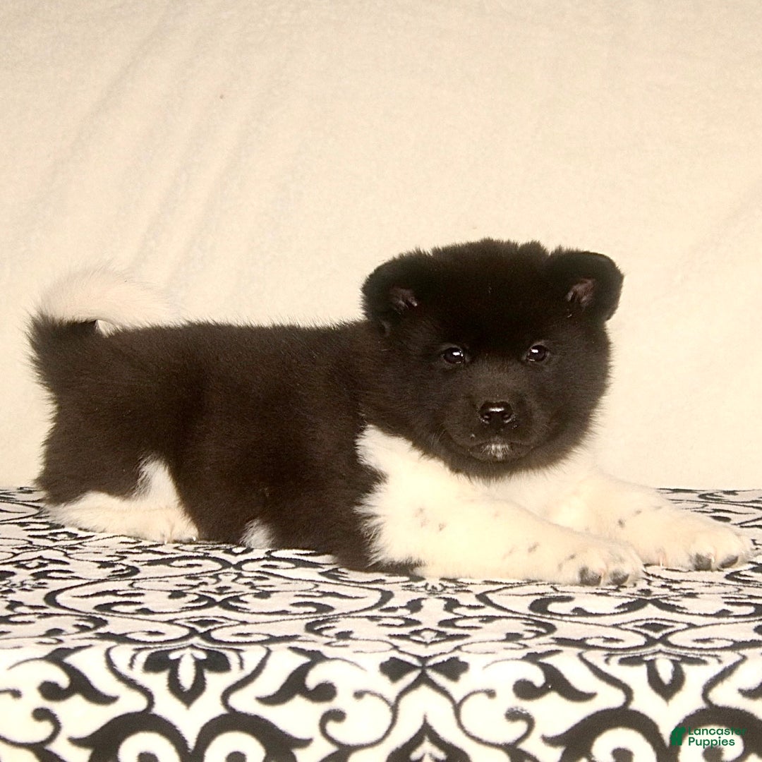 Akita dogs for sale: Aniston - Ad 3