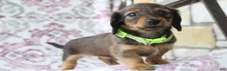 Miniature Dachshund dogs for sale: Chocolate - Ad 3