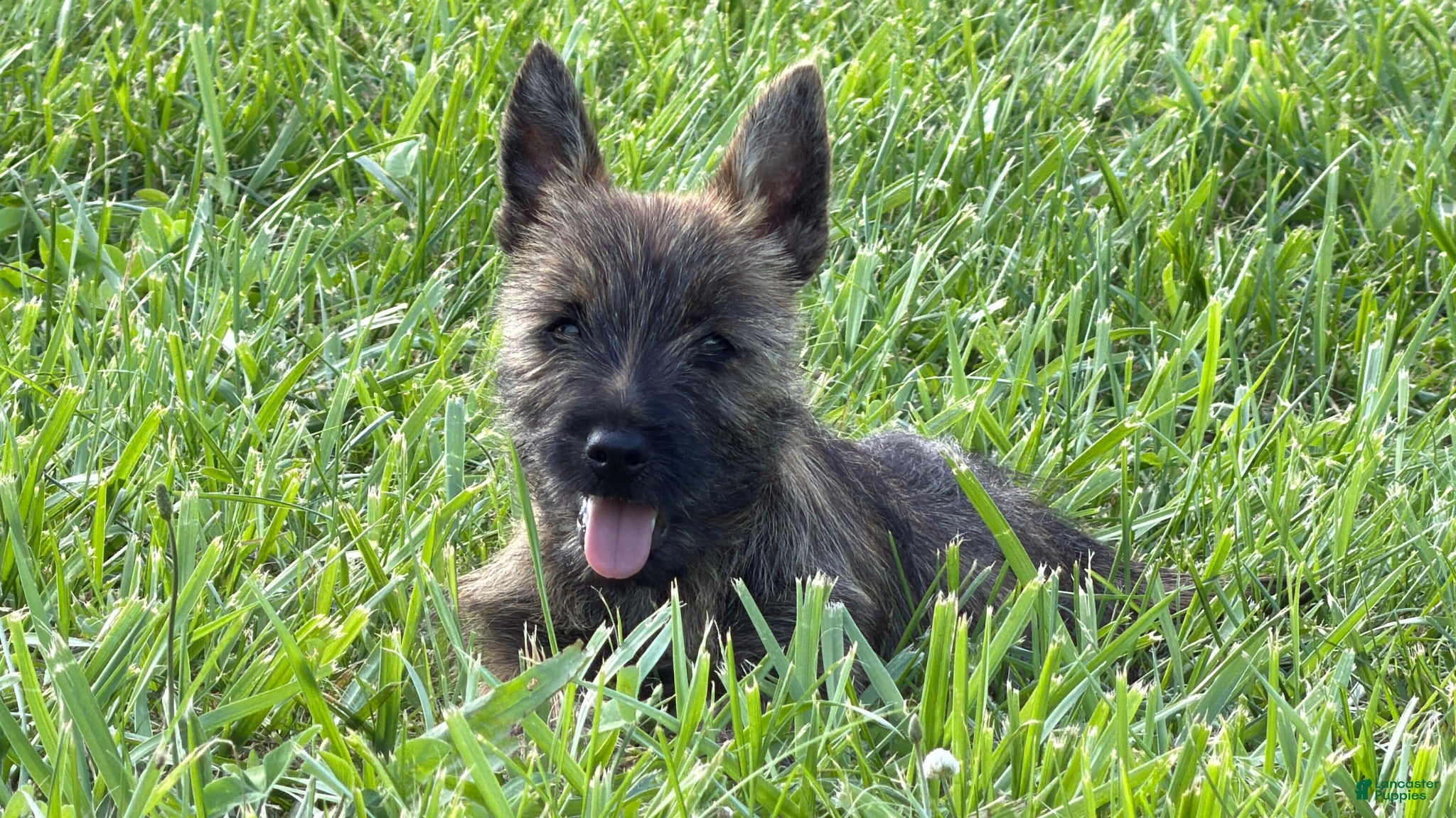 Cairn Terrier dogs for sale: Fennel  - Ad 1
