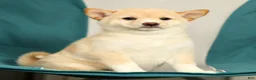 Shiba Inu dogs for sale: Kelsey - Ad 9