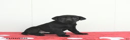 Labrador Retriever dogs for sale: Atlas - Ad 2
