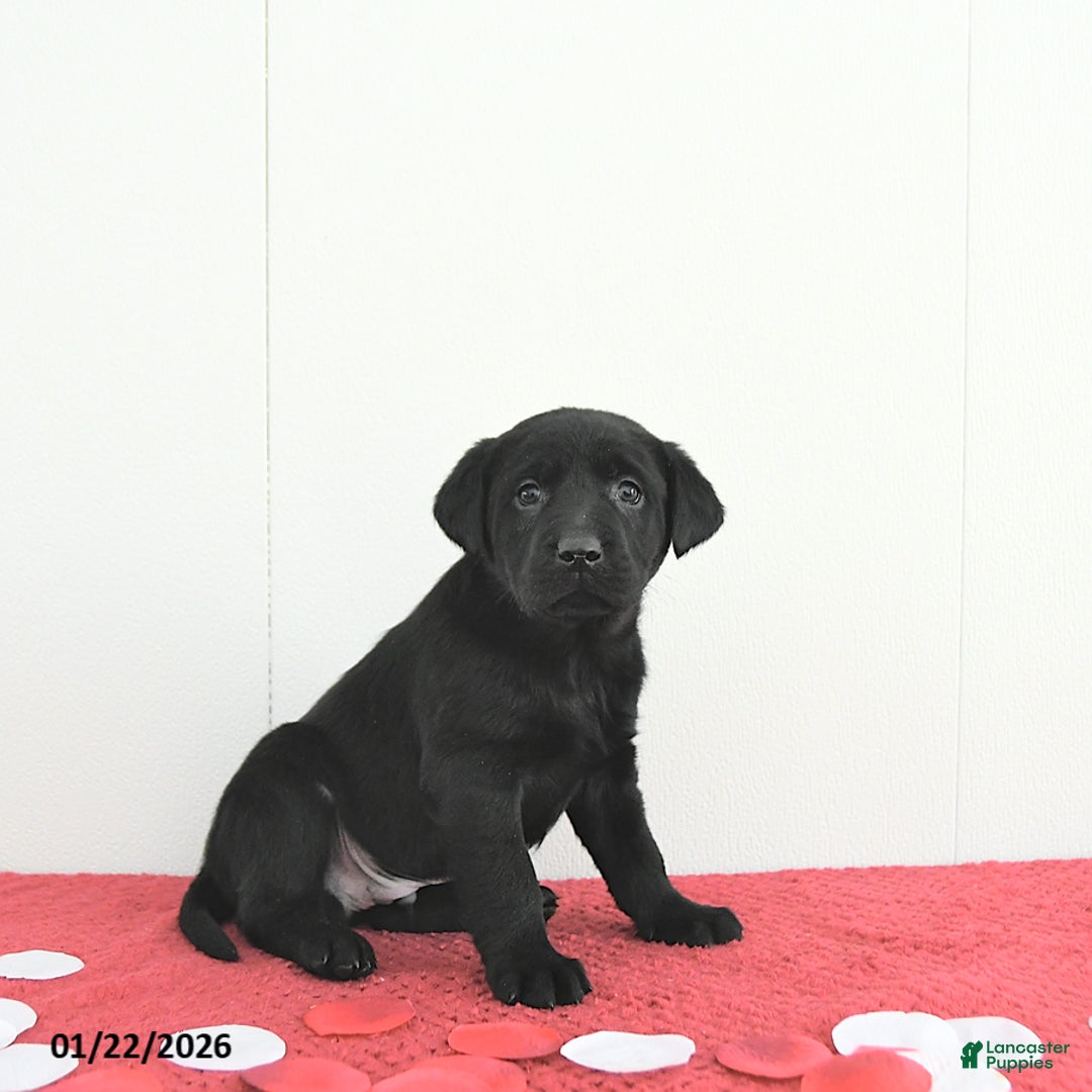 Labrador Retriever dogs for sale: Atlas - Ad 2