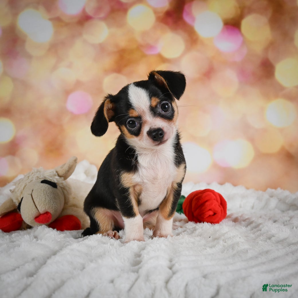 Chihuahua dogs Zack - Ad 1