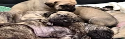 English Mastiff dogs for sale: English Mastiff Fawn Male - Ad 7