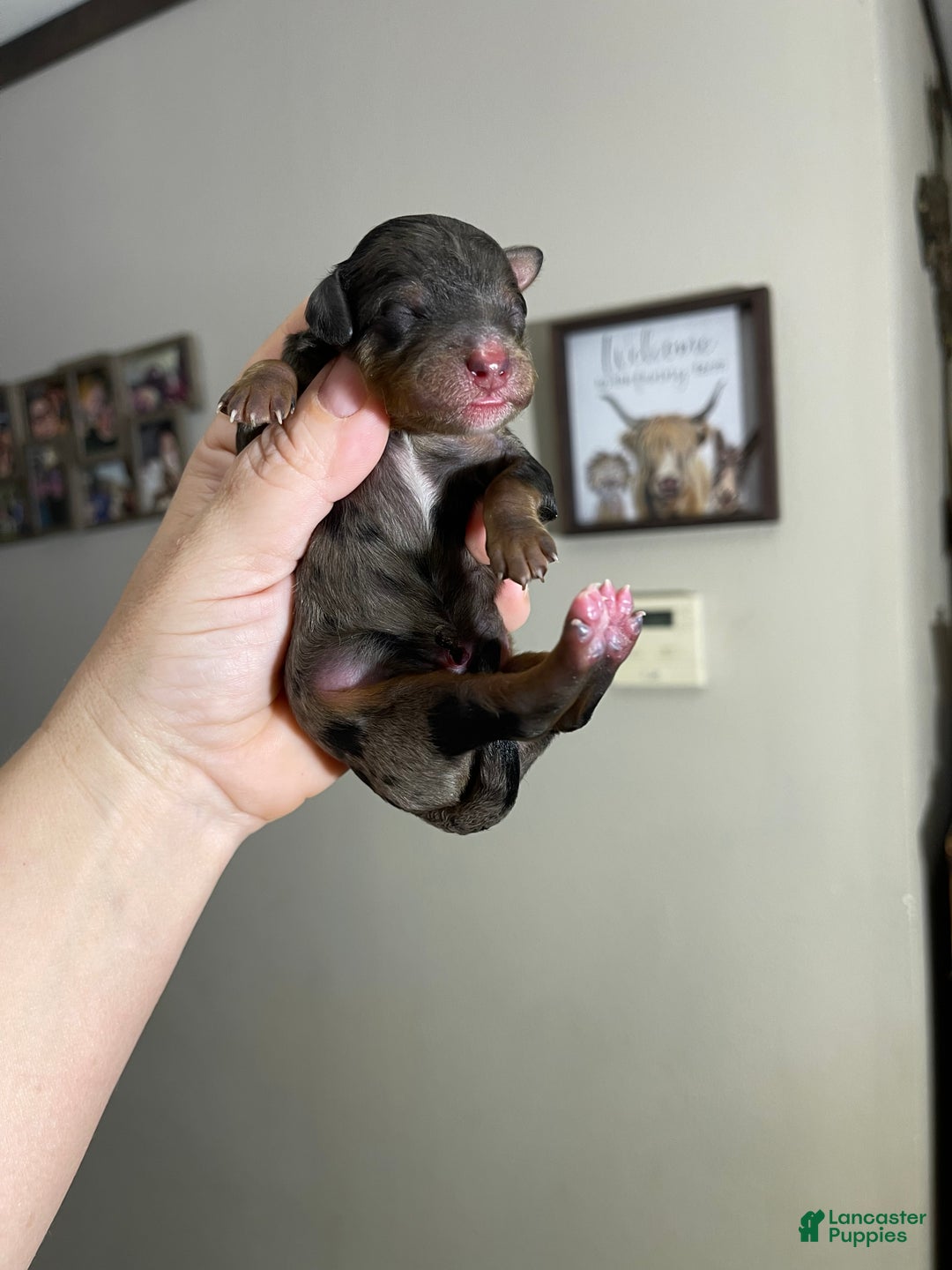 Miniature Poodle dogs for sale: Akc Blue Merle Phantom  - Ad 10