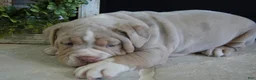 Olde English Bulldogge dogs for sale: Bruno - Ad 3