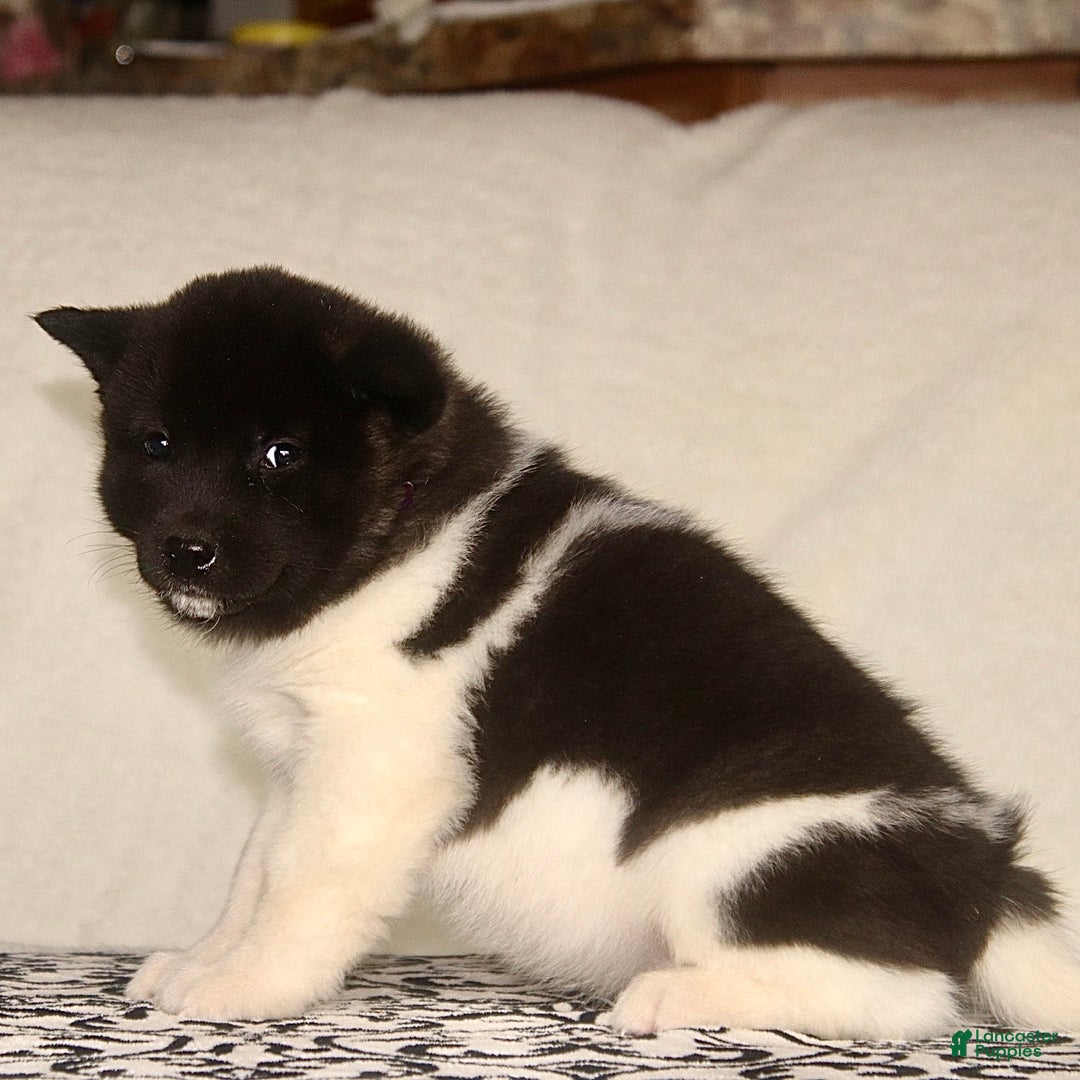 Akita dogs for sale: Austin - Ad 3