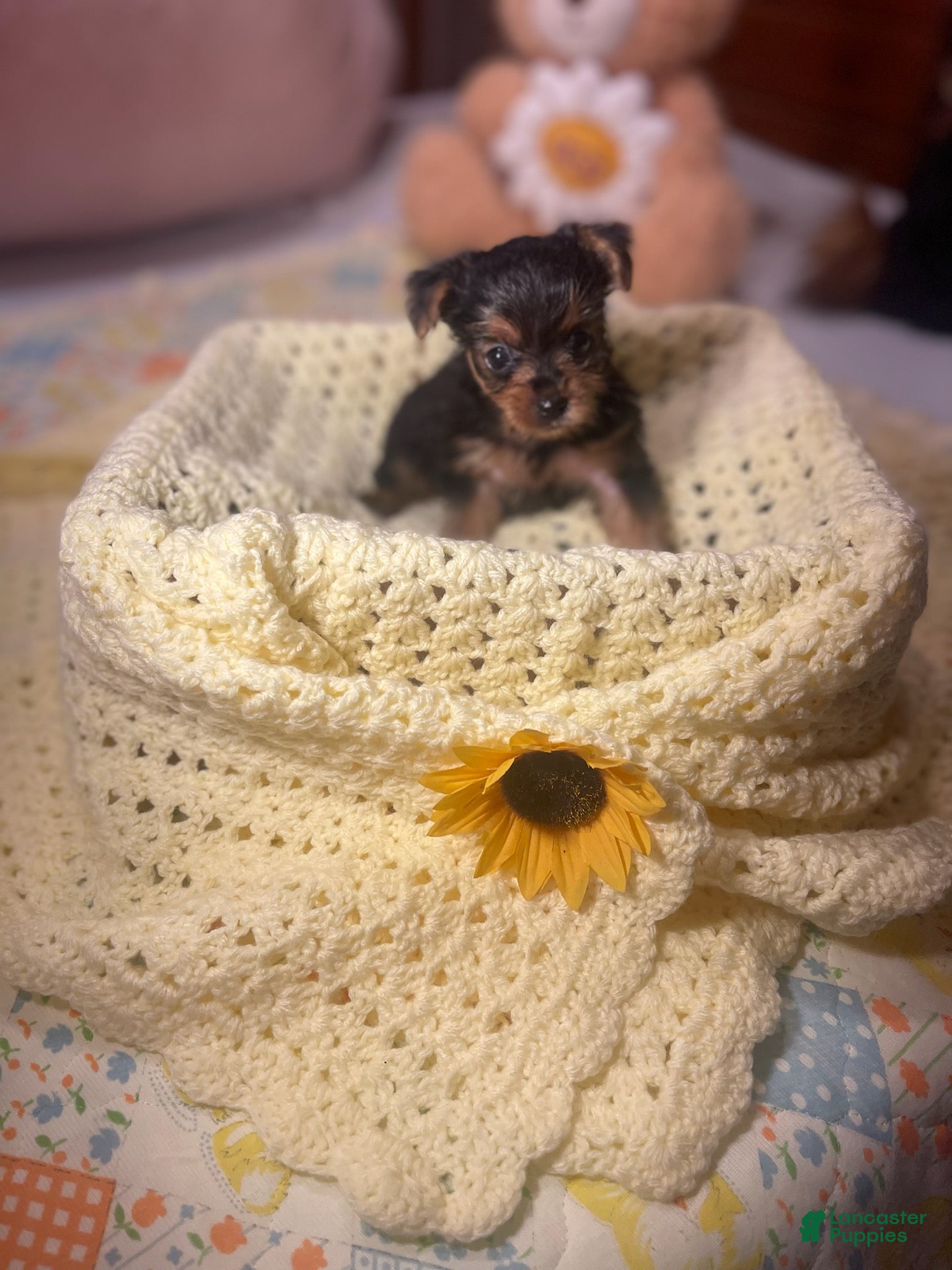 Yorkshire Terrier dogs for sale: Yorkshire Terrier 2 - Ad 1