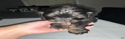Bernedoodle dogs for sale: Panther - Ad 3