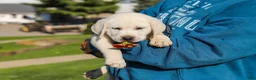 Labrador Retriever dogs for sale: Stormy - Ad 18