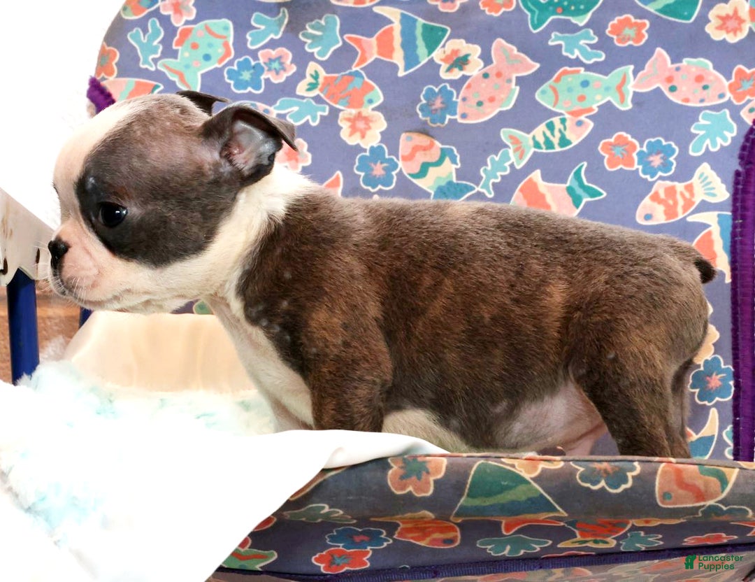 Boston Terrier dogs for sale: Snicker - Ad 5