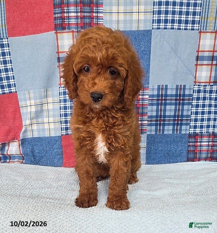 Mini Goldendoodle dogs Cupcake - Ad 1