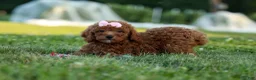 Miniature Poodle dogs for sale:  Dixie 🎀🐶 - Ad 7
