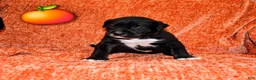 Presa Canario dogs for sale: Mr Orange  - Ad 10