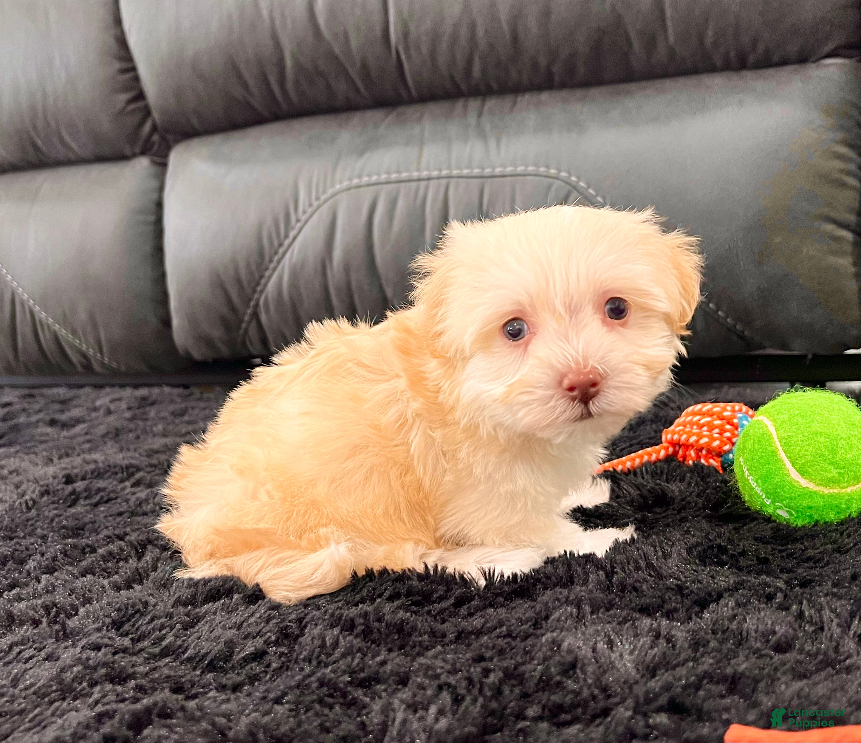 Havanese dogs Addi - Ad 1