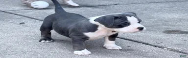 American Bully 5