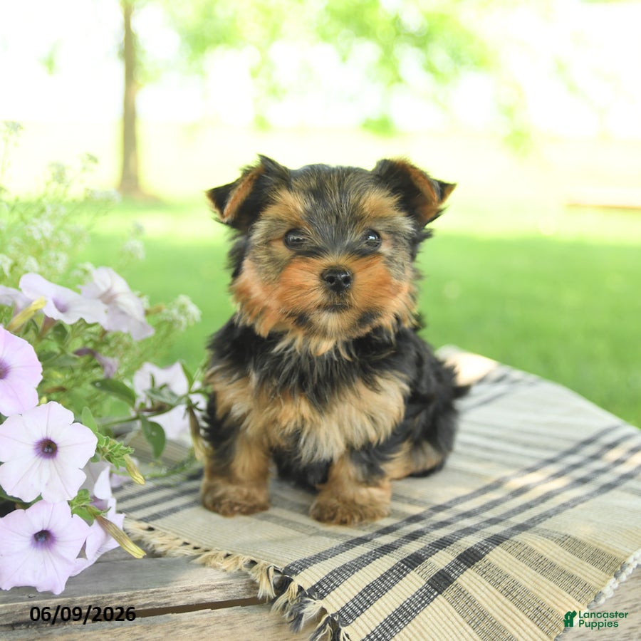 Yorkshire Terrier dogs Honey - Ad 2