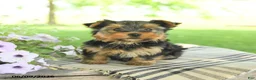 Yorkshire Terrier dogs for sale: Honey - Ad 2