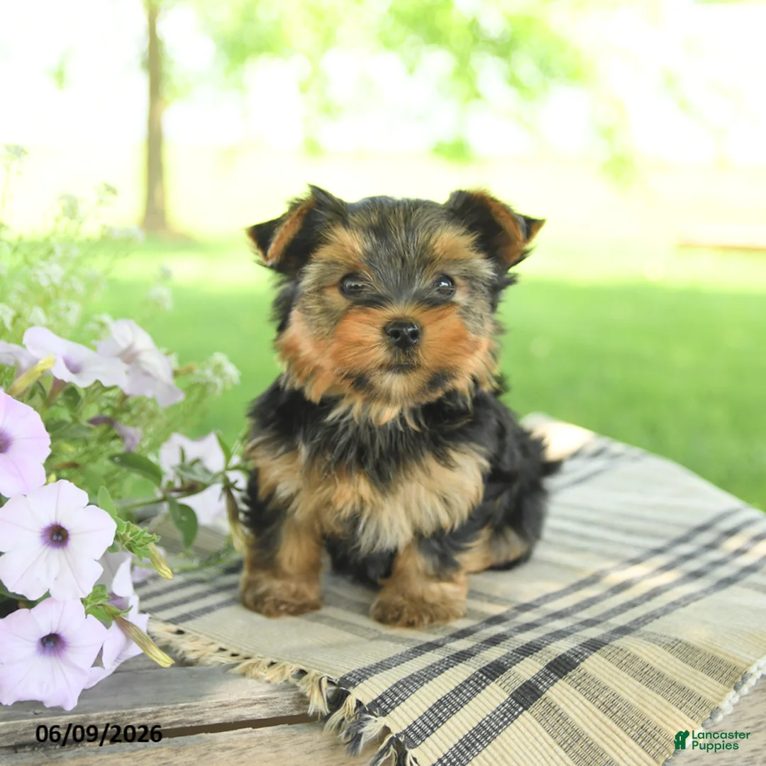 Yorkshire Terrier dogs for sale: Honey - Ad 2