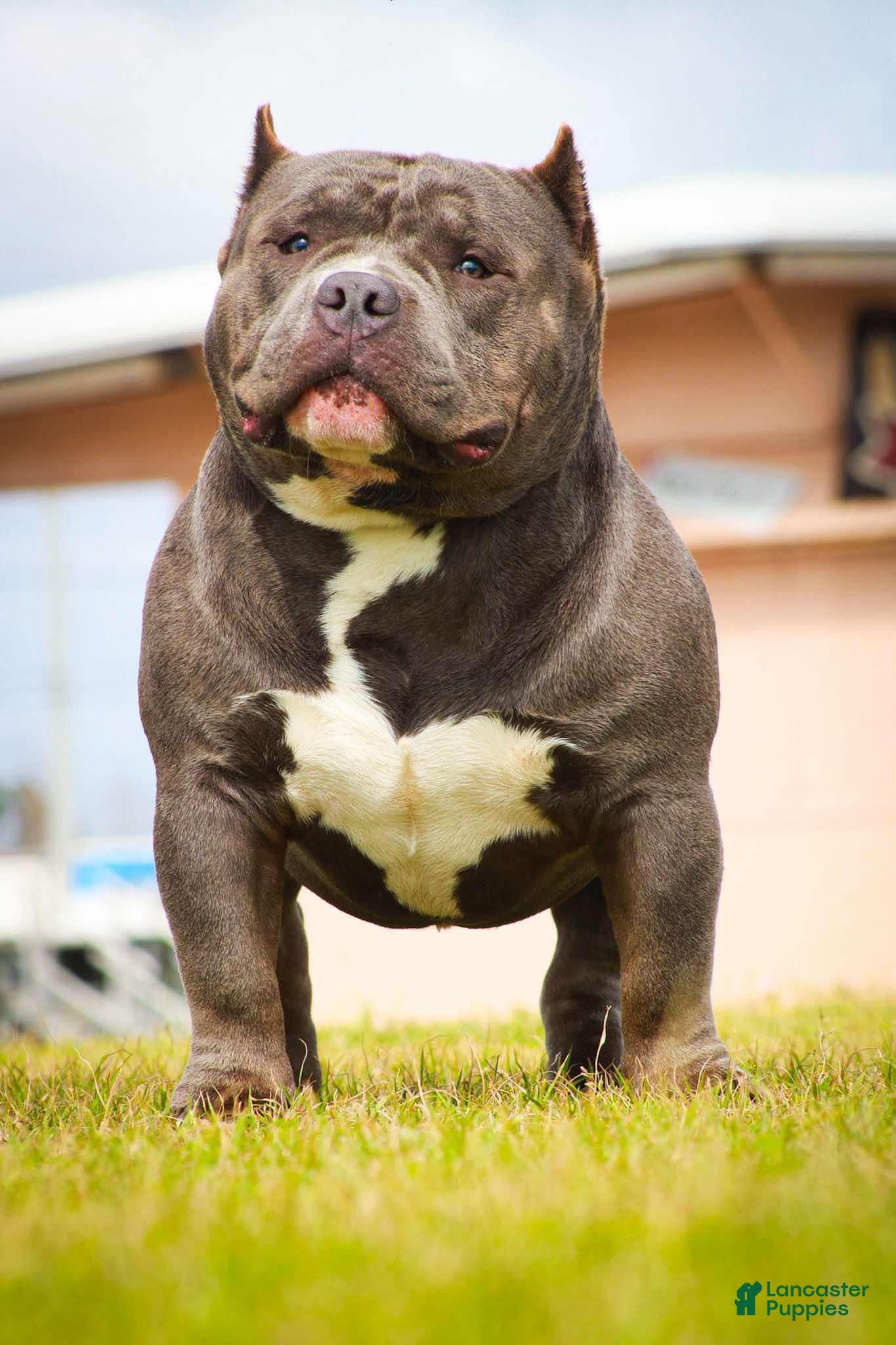 American Bully dogs Boom Boom - Ad 7