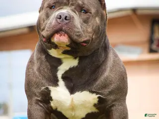 American Bully dogs Boom Boom - Ad 7