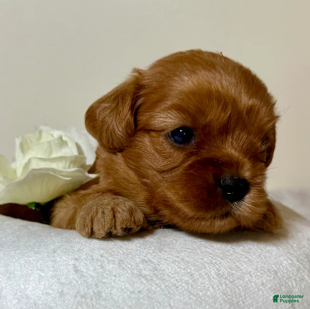 Cavapoo dogs for sale: Bubbles Cavapoo  - Ad 1