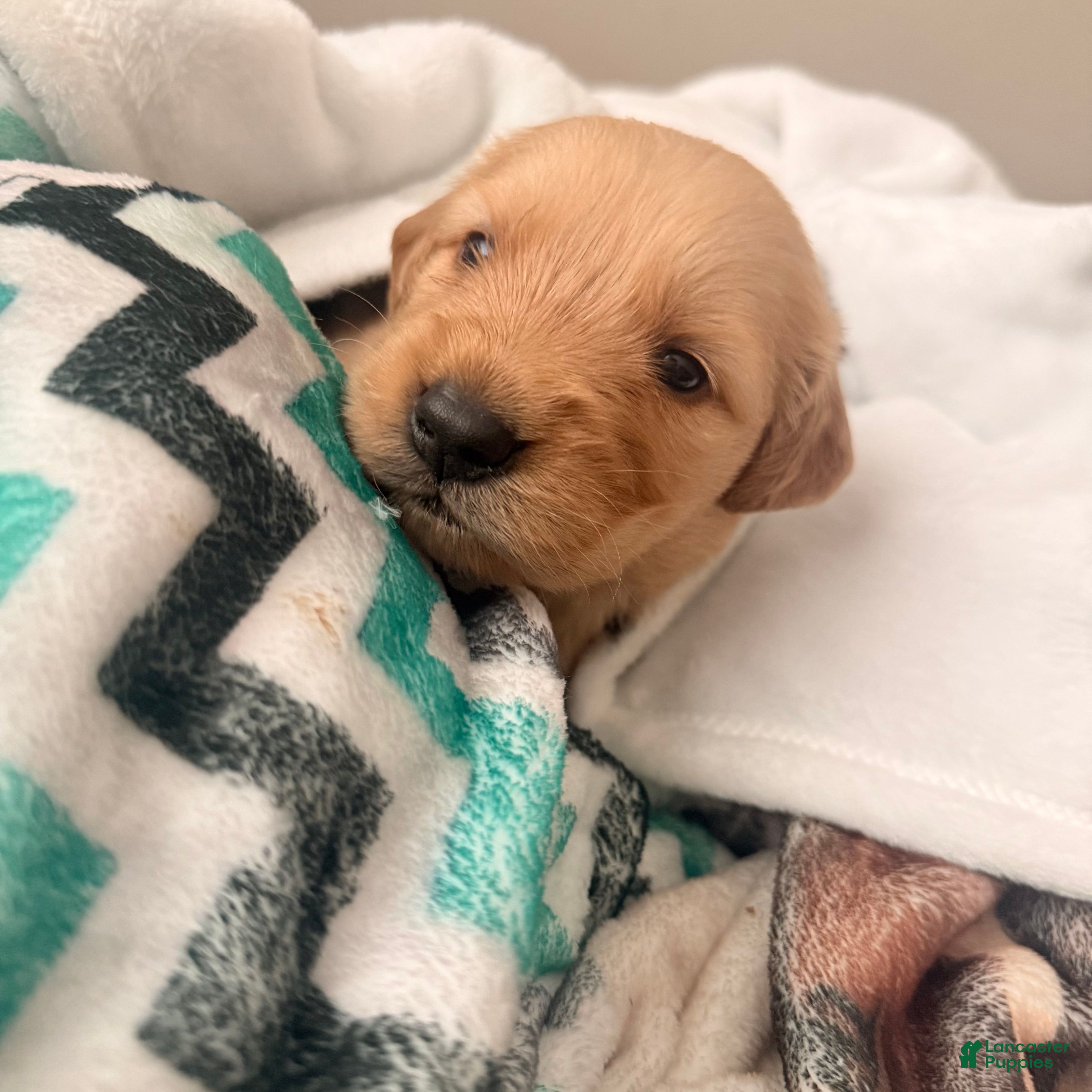 Golden Retriever dogs Golden Retriever 9 - Ad 34