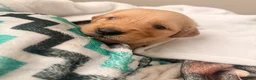 Golden Retriever dogs for sale: Golden Retriever 9 - Ad 1