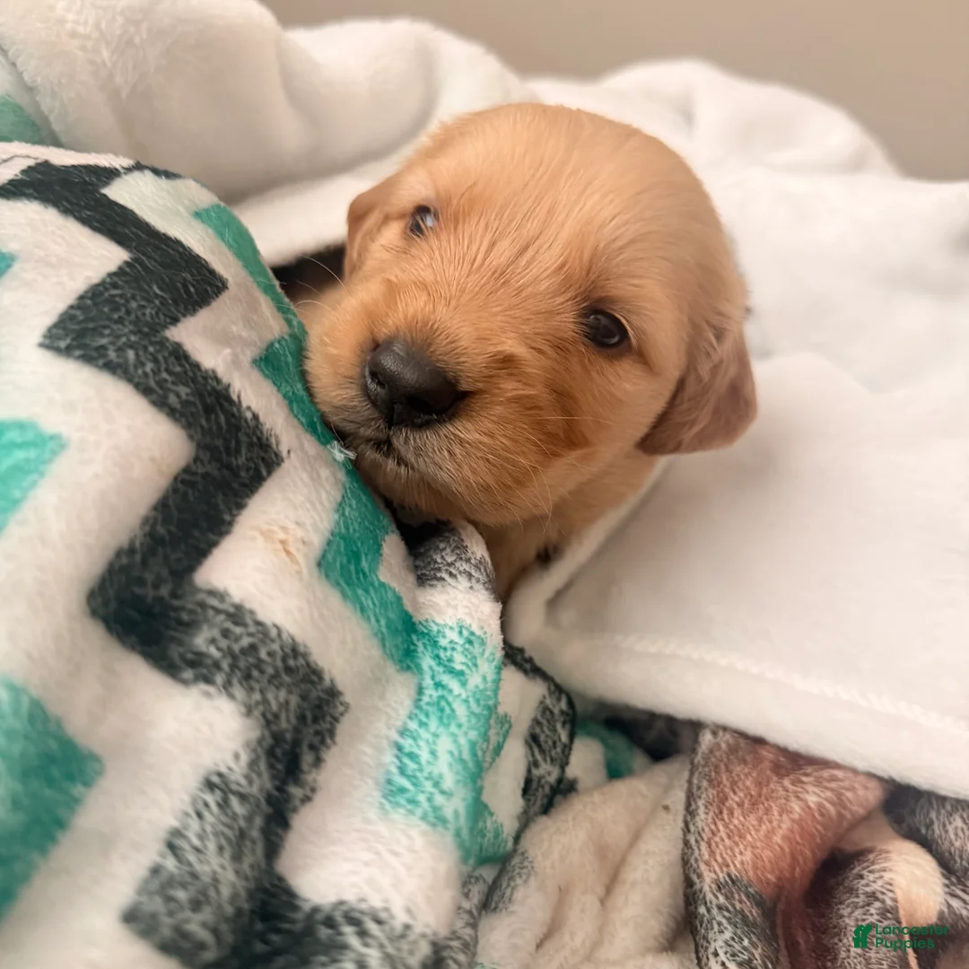 Golden Retriever dogs for sale: Golden Retriever 9 - Ad 1