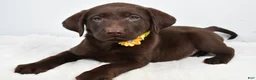 Labrador Retriever dogs for sale: Moxi - Ad 1