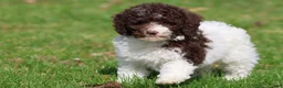 Mini Bernedoodle dogs for sale: Snickerdoodles - Ad 3