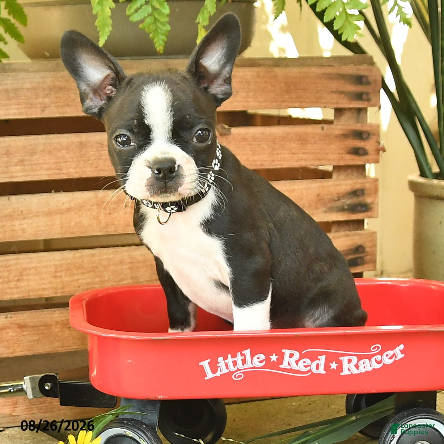 Boston Terrier dogs Max - Ad 1