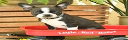 Boston Terrier dogs for sale: Max - Ad 1