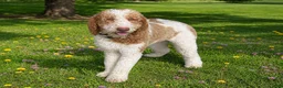 Goldendoodle dogs for sale: Sparky  - Ad 10