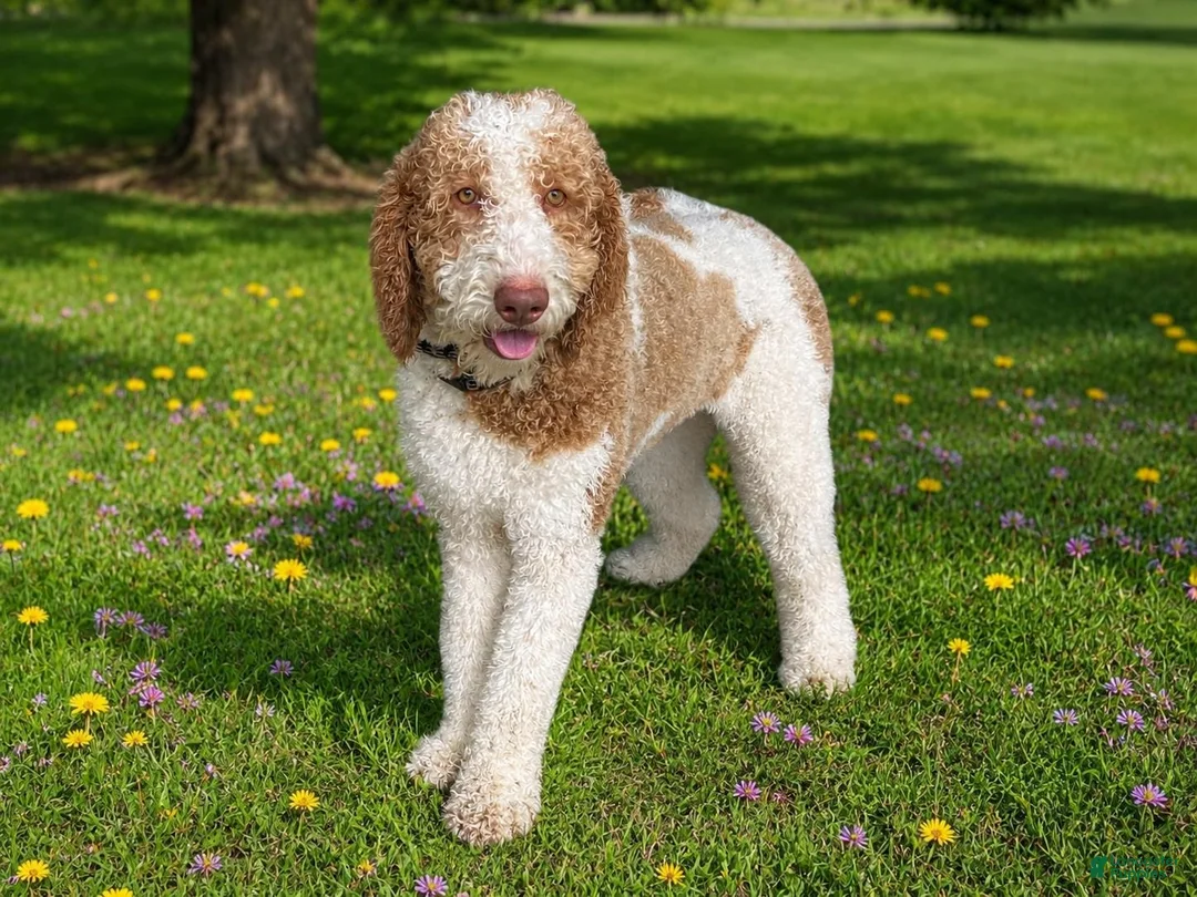 Goldendoodle dogs for sale: Sparky  - Ad 10