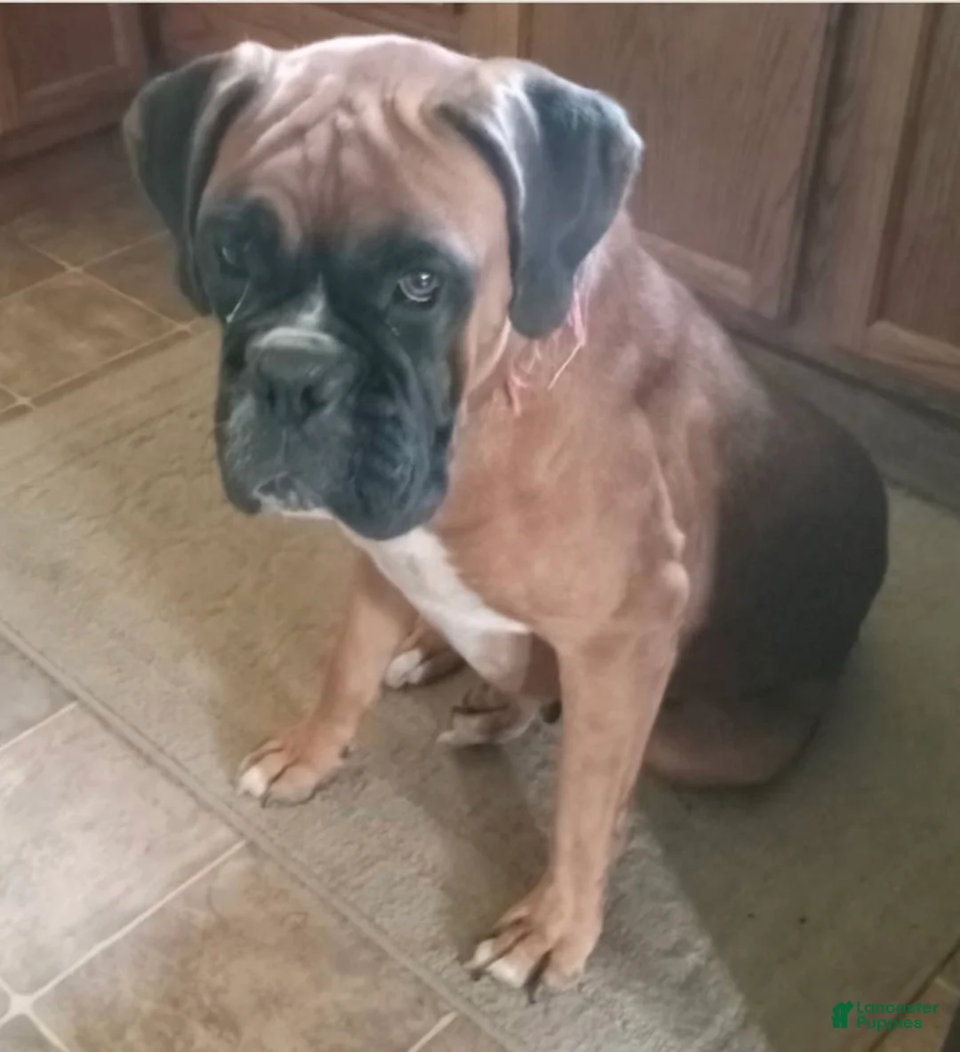 Boxer dogs for sale: Euro Chaos  - Ad 8