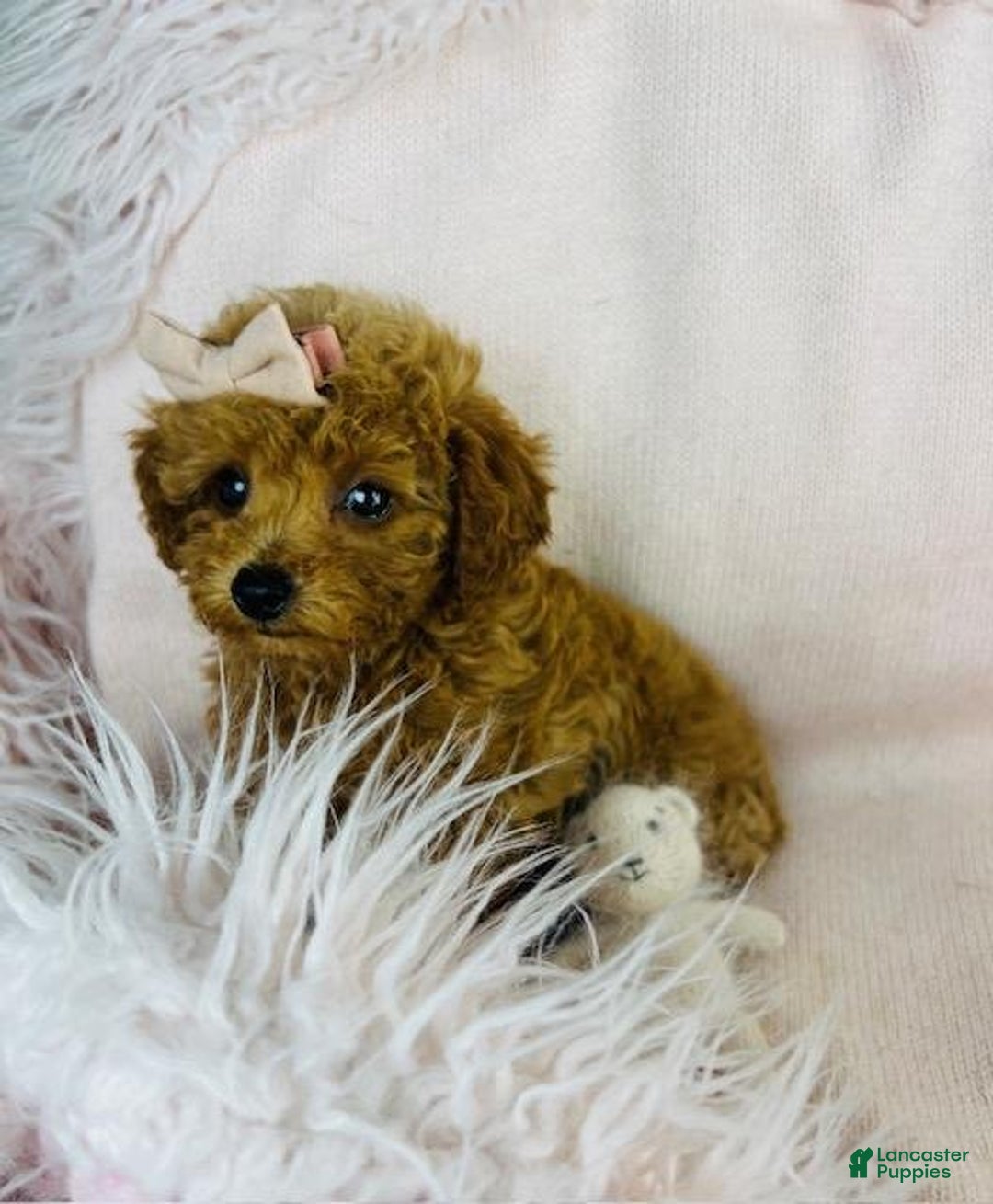 Toy Poodle dogs for sale: Meet Preciou  - Ad 4