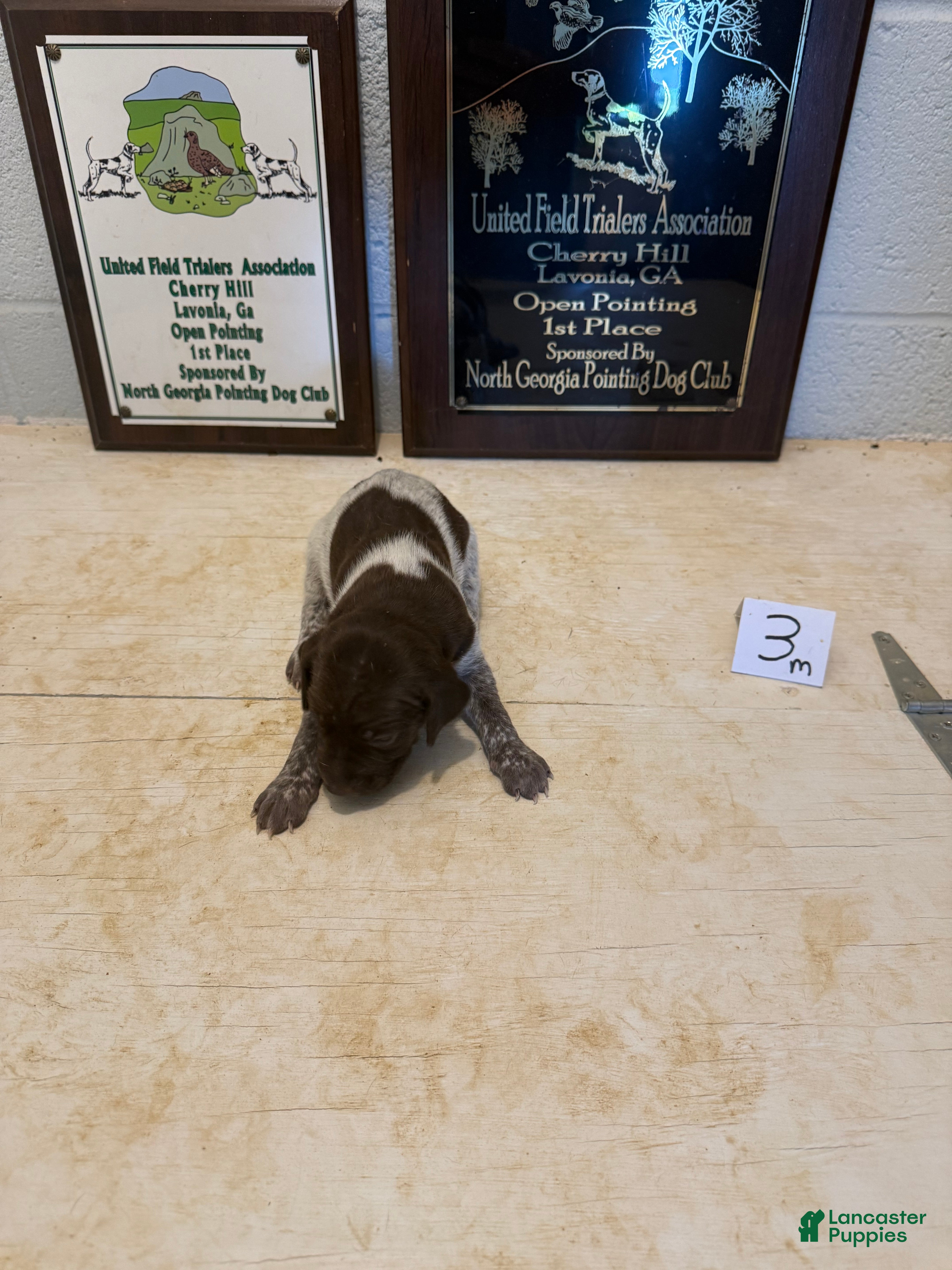 German Shorthaired Pointer dogs German Shorthaired Pointer 3 - Ad 1
