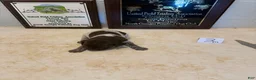 German Shorthaired Pointer dogs for sale: German Shorthaired Pointer 3 - Ad 1