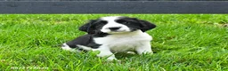 English Springer Spaniel dogs for sale: Beacon - Ad 2