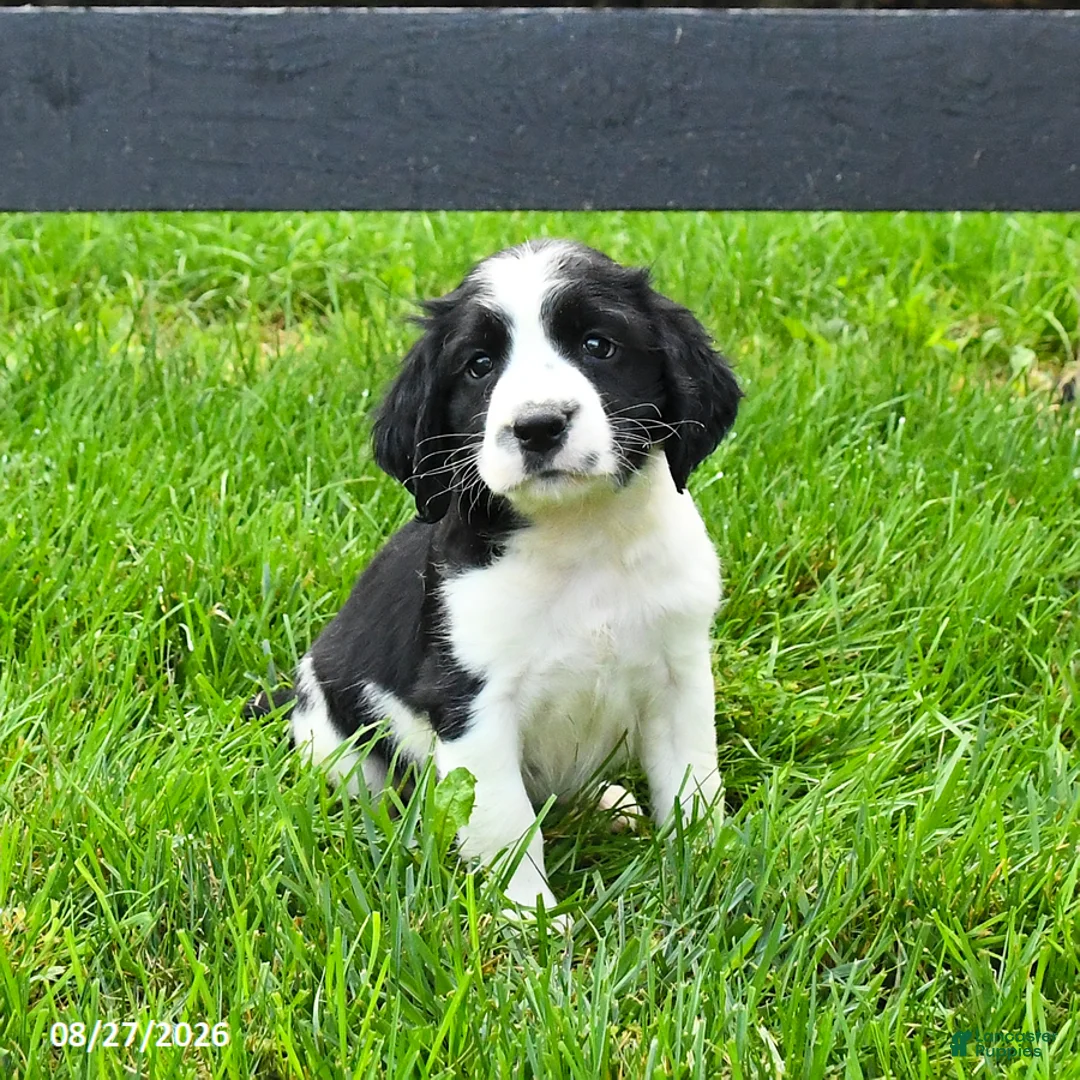 English Springer Spaniel dogs for sale: Beacon - Ad 2